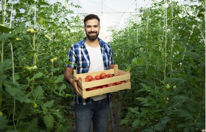 Mi primer cultivo sostenible, tomates.